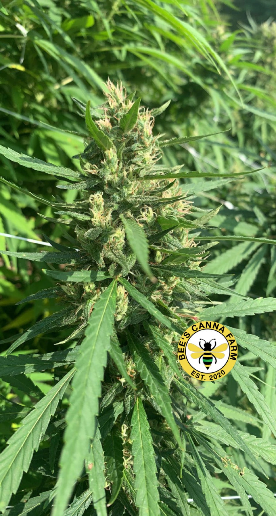 CBD and Metabolic Syndrome (Diabetes)