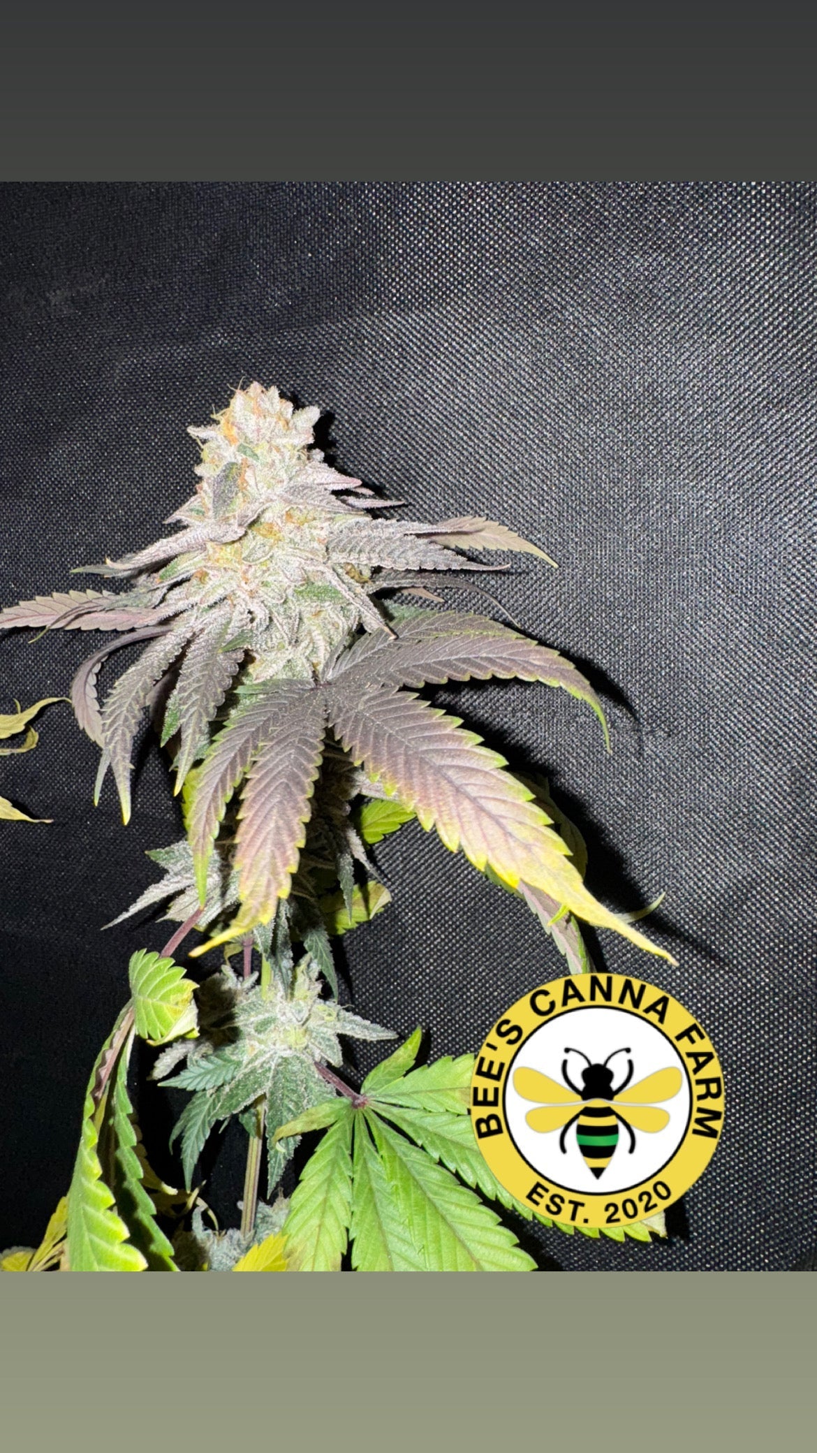 CB2 Receptors: A New Approach to Managing Disc Pain and Degeneration