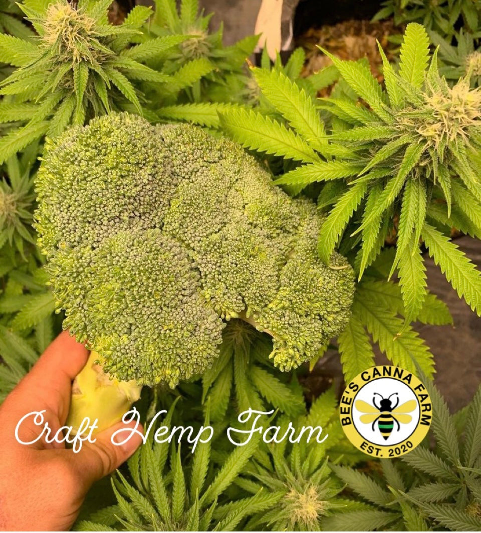 Broccoli and Cannabis?!?