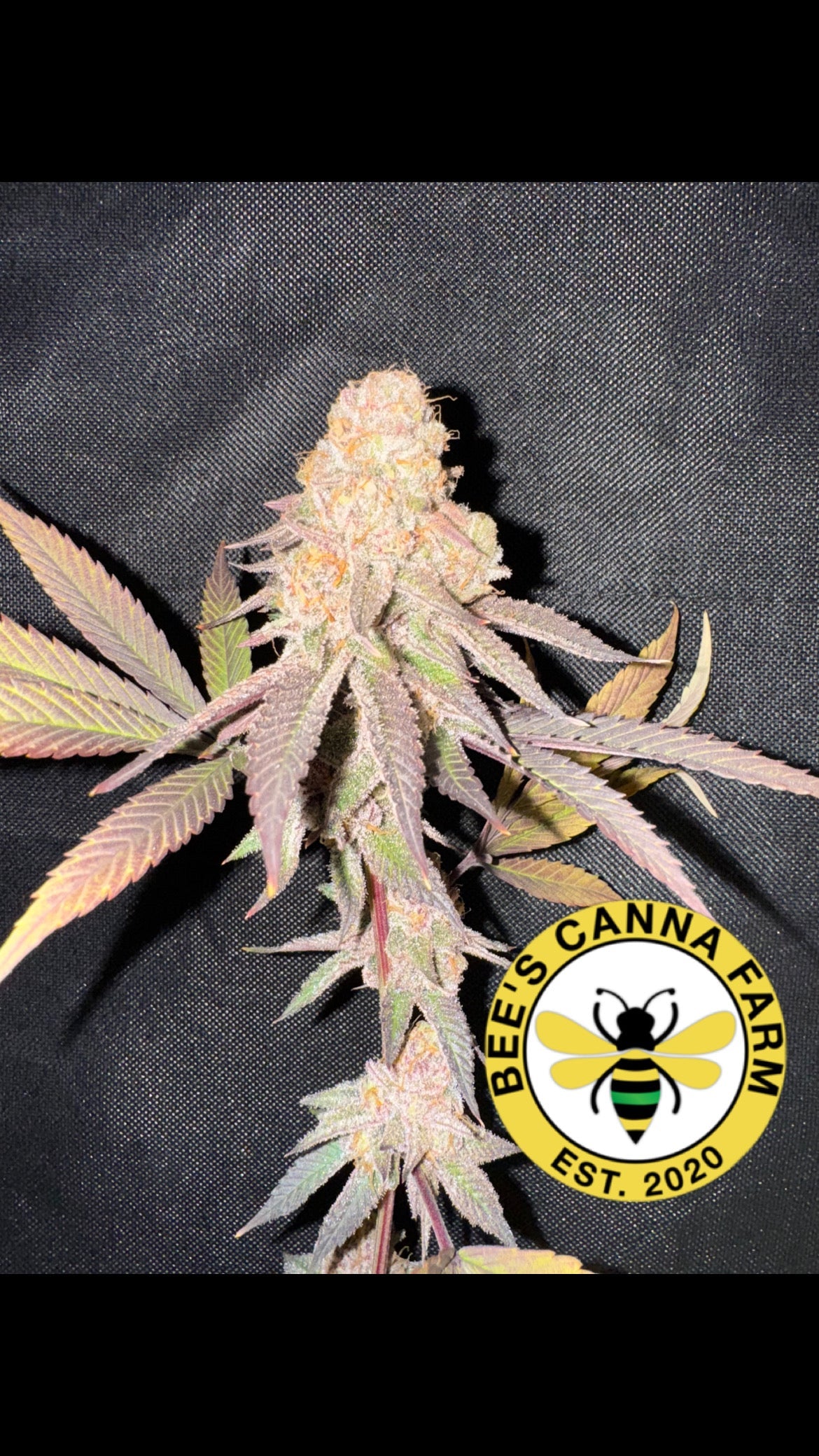 Cannabinoid Medicine and Neuroblastoma: A New Frontier in Pediatric Cancer Therapy